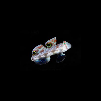 Two Spot Goby (Signigobius biocellatus)