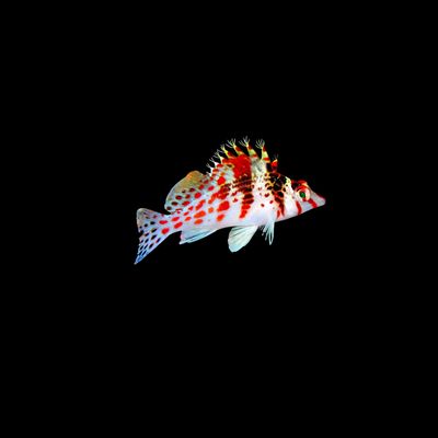 Falco Hawkfish (Cirrhitichthys falco)