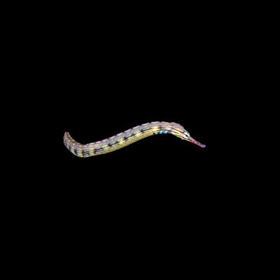 Dragonface Pipefish (Corythoichthys sp.)