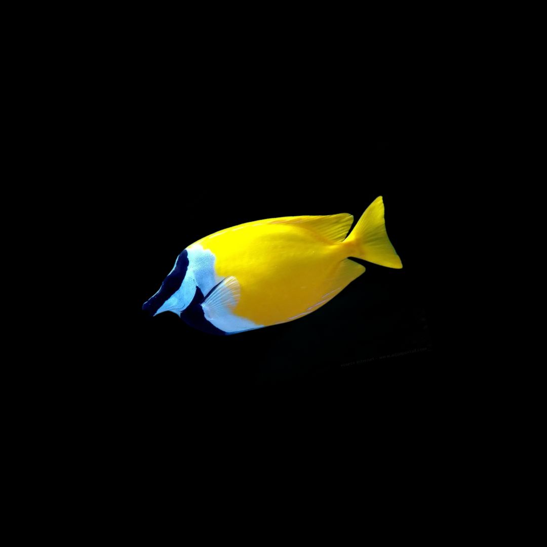 Yellow Foxface (Siganus vulpinus)