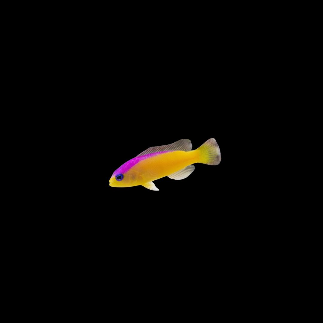 Yellow Watchman Goby (Cryptocentrus cinctus)