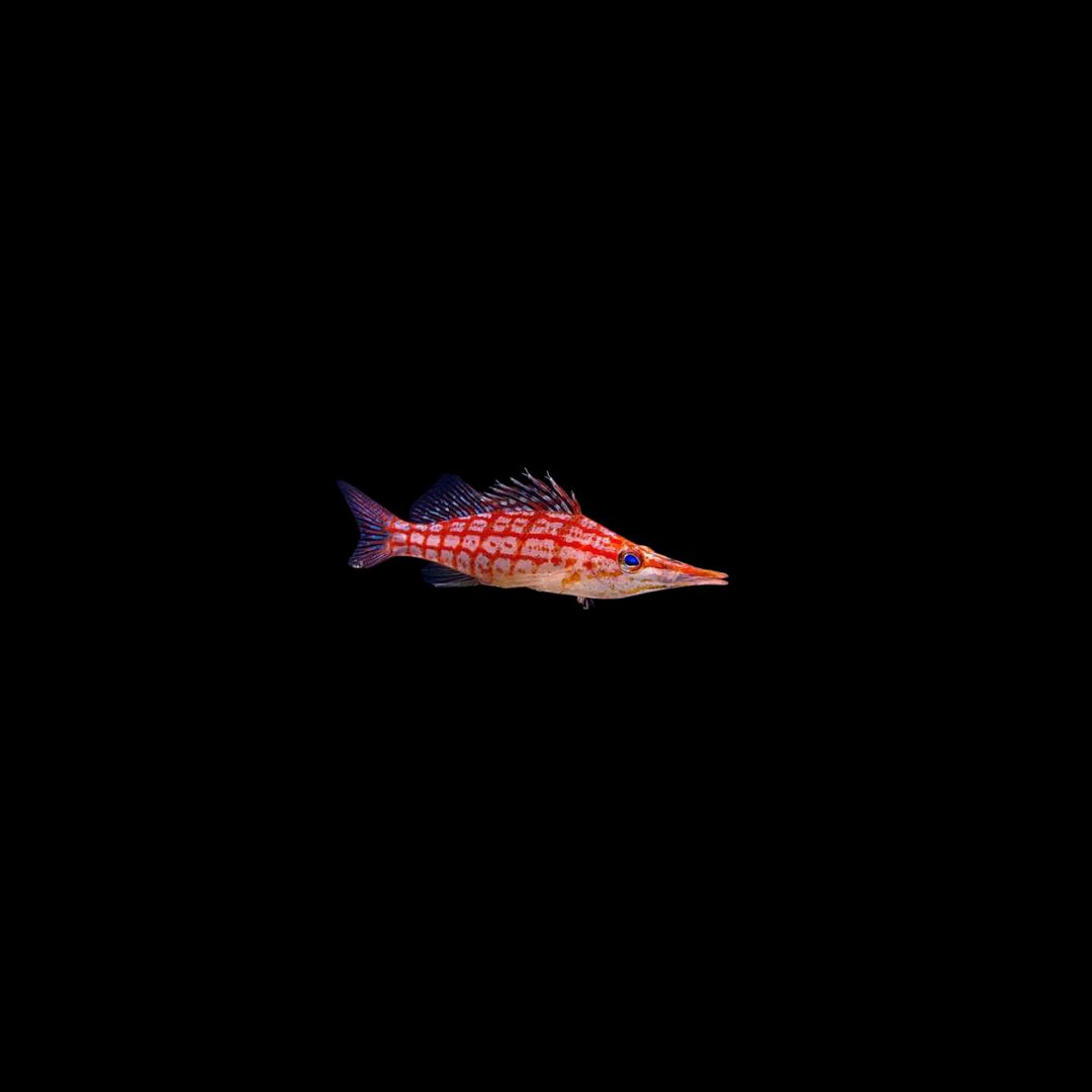 Longnose Hawkfish (Oxycirrhites typus)