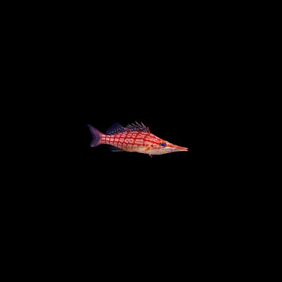 Longnose Hawkfish (Oxycirrhites typus)
