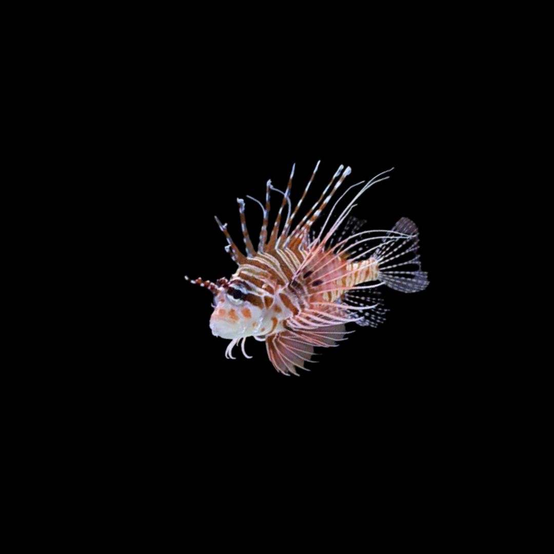 Antennata Lionfish (Pterois antennata)