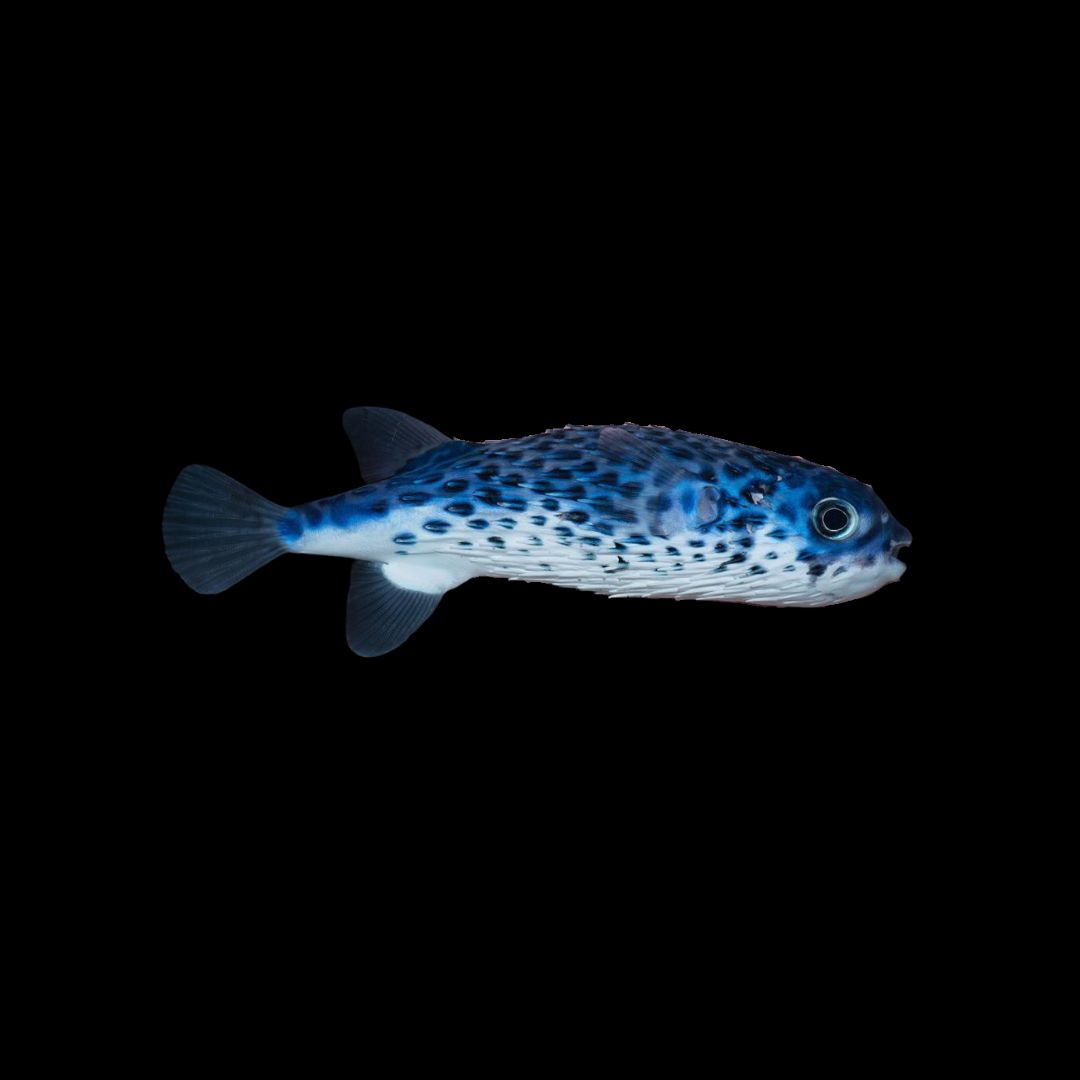 Blue Porcupine Puffer - PREORDER (Diodon eydouxii)