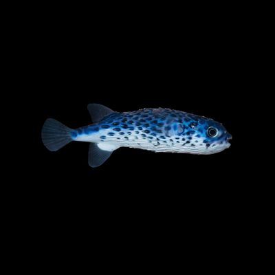 Blue Porcupine Puffer - PREORDER (Diodon eydouxii)