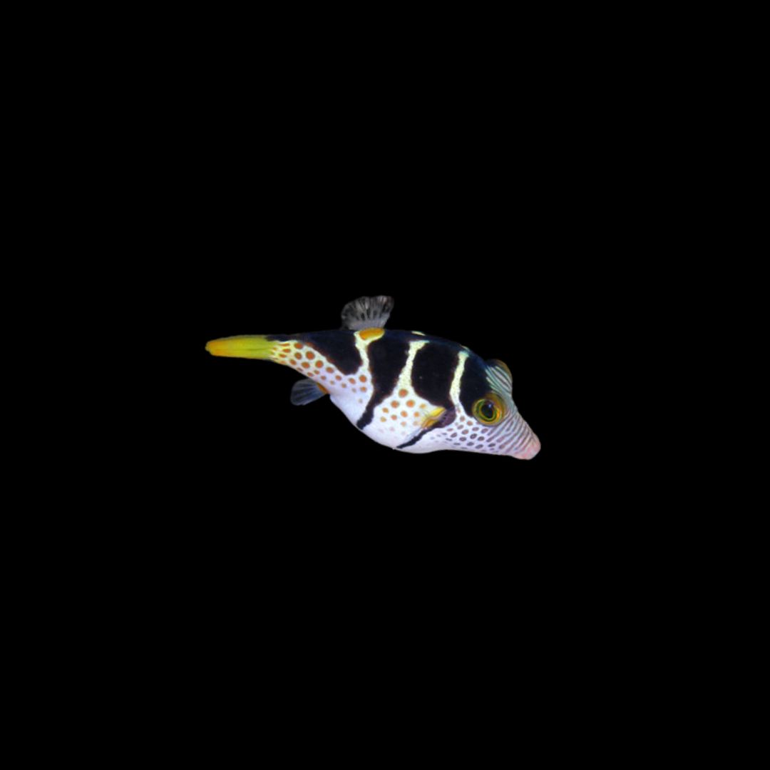 Saddle Valentini Puffer (Canthigaster valentini)