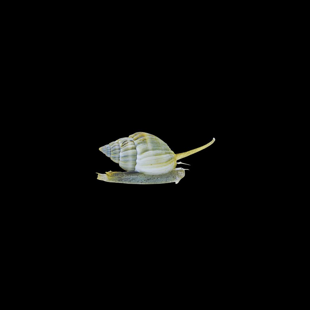 Nassarius Snail (Nassarius SP.
