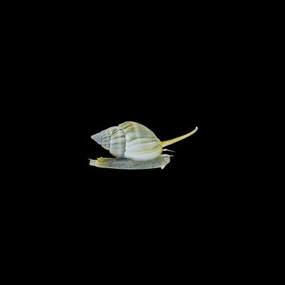 Nassarius Snail (Nassarius SP.
