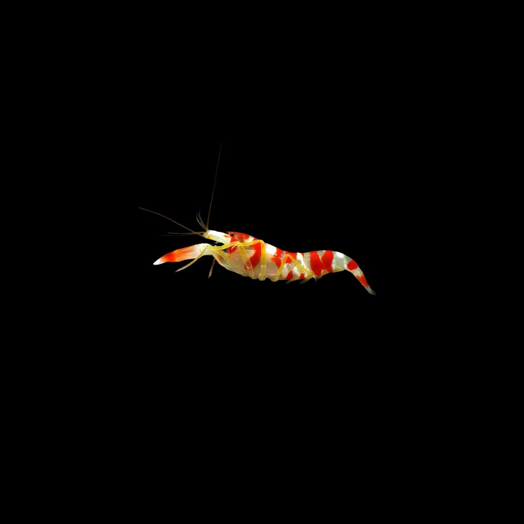 Candy Cane Pistol Shrimp (Alpheus Bisincisus)