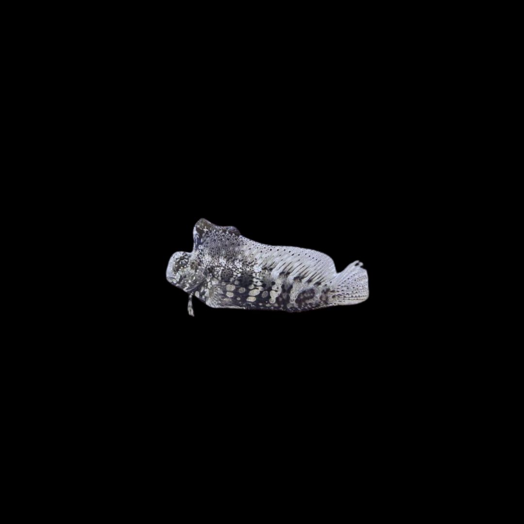 Lawnmower Blenny (Salarias Fasciatus)