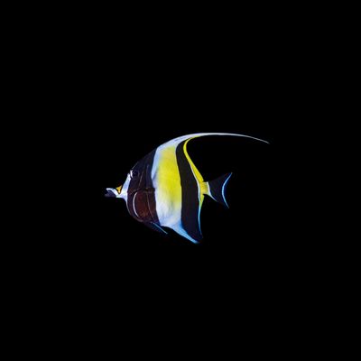 Moorish Idol (Zanclus Canescens)