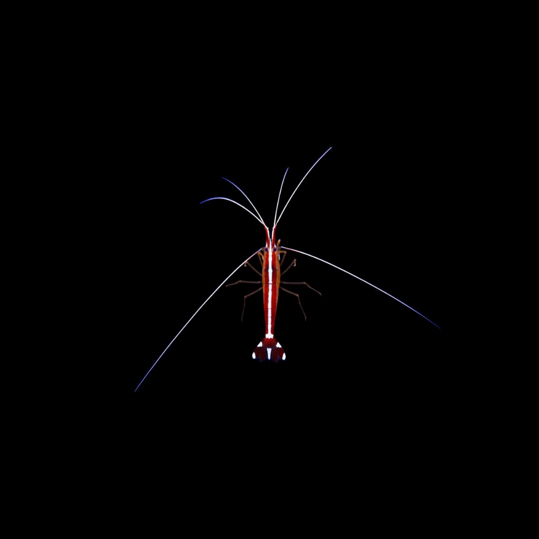 Scarlet Skunk Cleaner Shrimp (Lysmata Amboinensis)