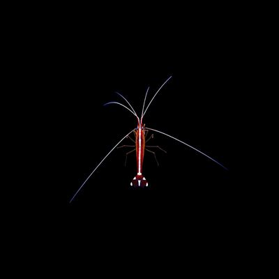 Scarlet Skunk Cleaner Shrimp (Lysmata Amboinensis)