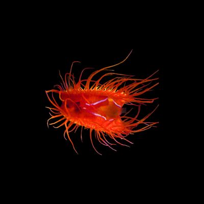 Electric Flame Scallop (Paguristes Caenati)