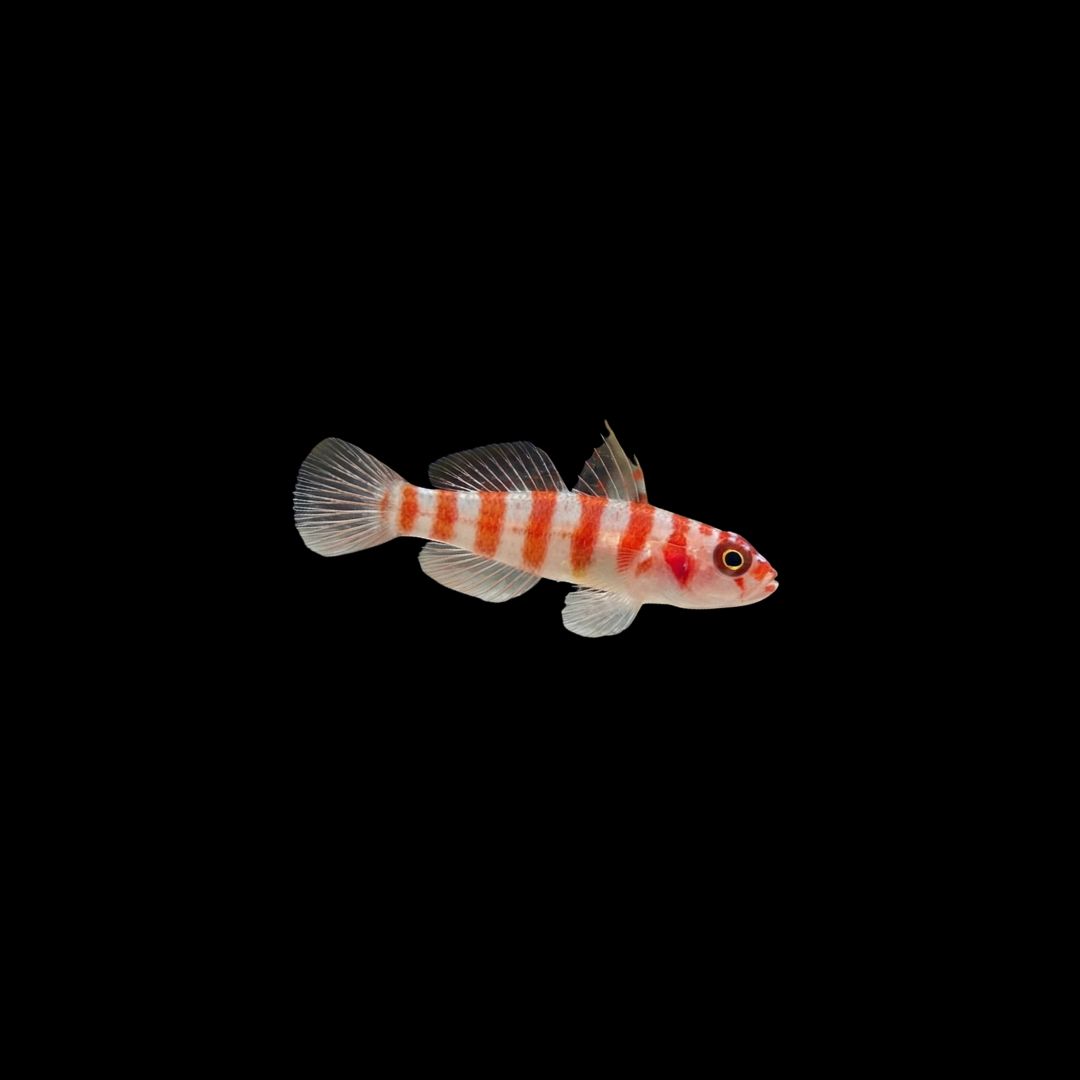 Candycane dwarfgoby (Trimma Cana)