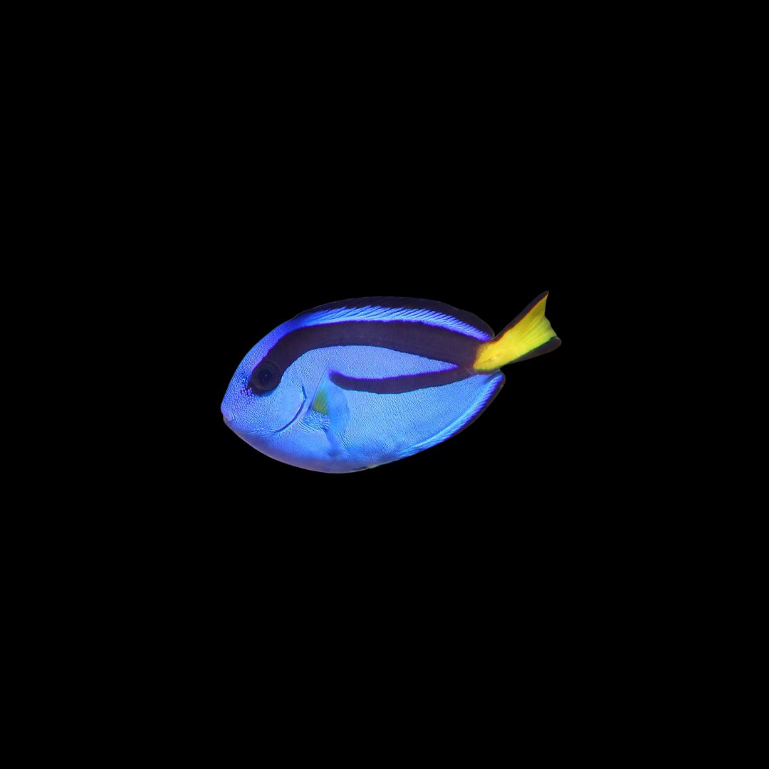Blue Hippo Tang - Small (Paracanthurus Hepatus)