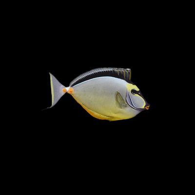 Naso Tang (Naso Lituratus)