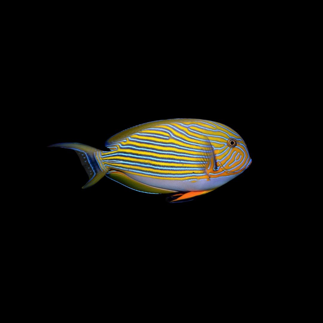Clown Tang (Acanturus Lineatus)