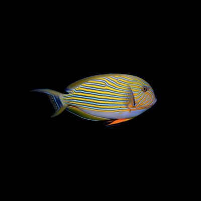 Clown Tang (Acanturus Lineatus)