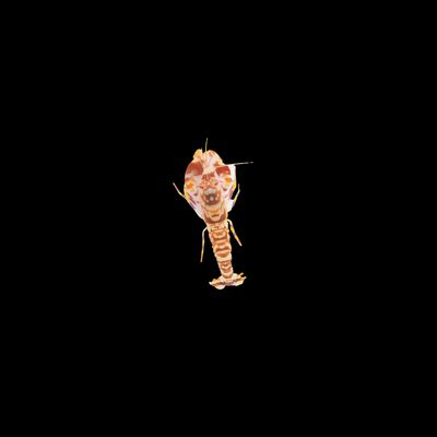 Tiger Pistol Shrimp (Alpheus Bellulus)
