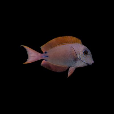 Lavender Tang (Acanthurus Nigrofuscus)