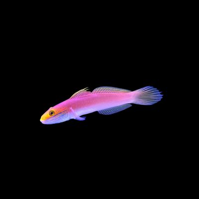 Bella Rose Goby (Valenciennea Bella)