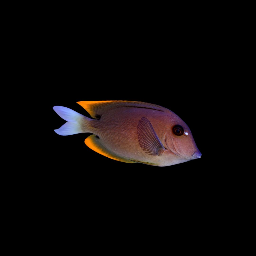 Tomini Tang (Ctenochaetus Tominiensis)