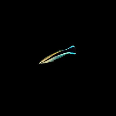 Bluestreak Cleaner Wrasse (Labroides Dimidiatus)
