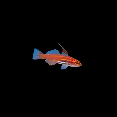 Gold Neon Pygmygoby (Eviota Pellucida)