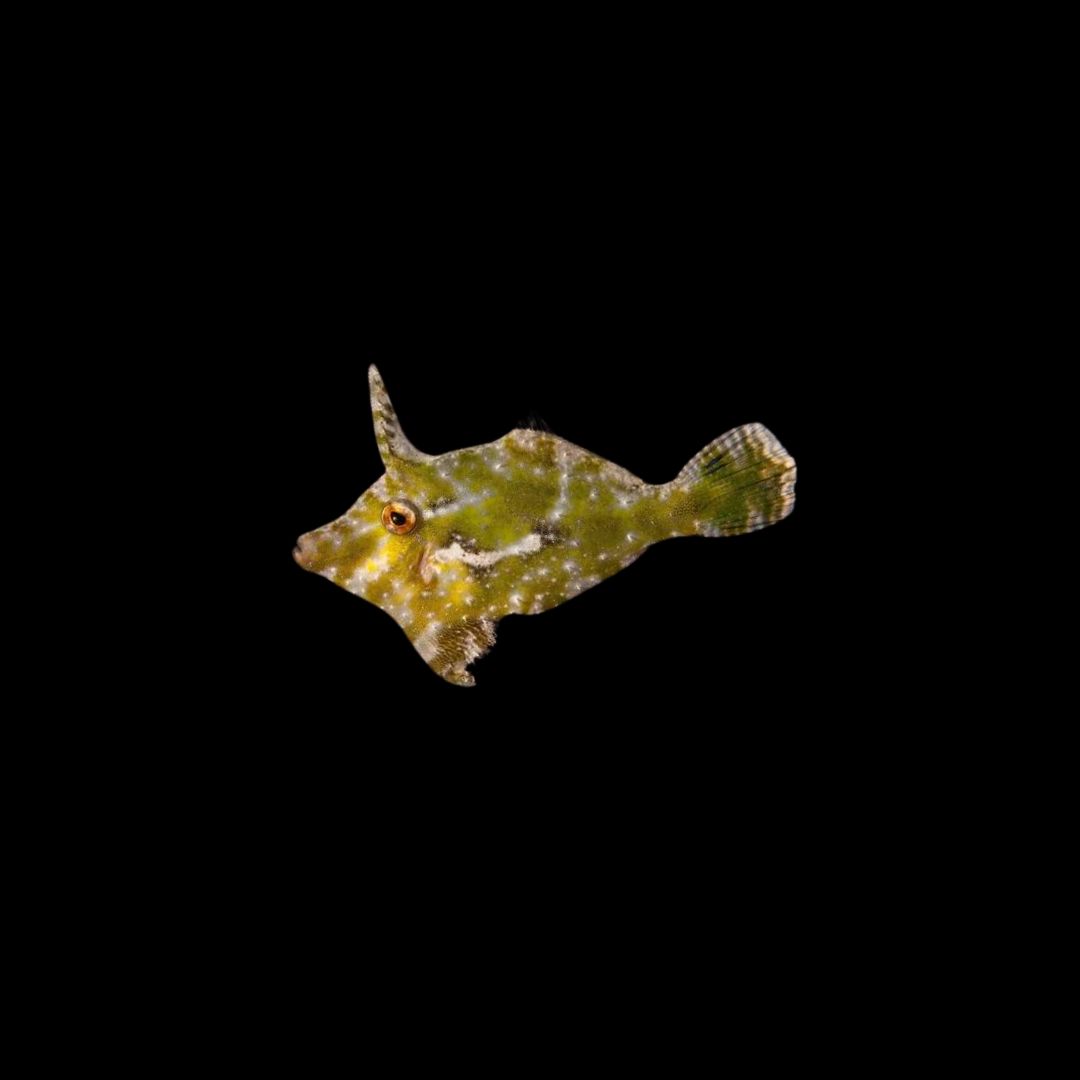 Matted Filefish (Acreichthys Tomentosus)