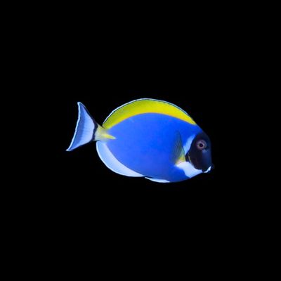 Powder Blue Tang - Indonesia (Acanthurus Leucosternon)