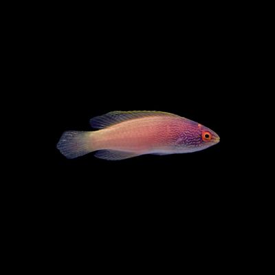 Golden Rhomboid Wrasse (Cirrhilabrus Rhomboidalis)