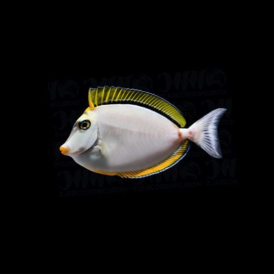 Blonde Naso Tang (Naso Elegans)