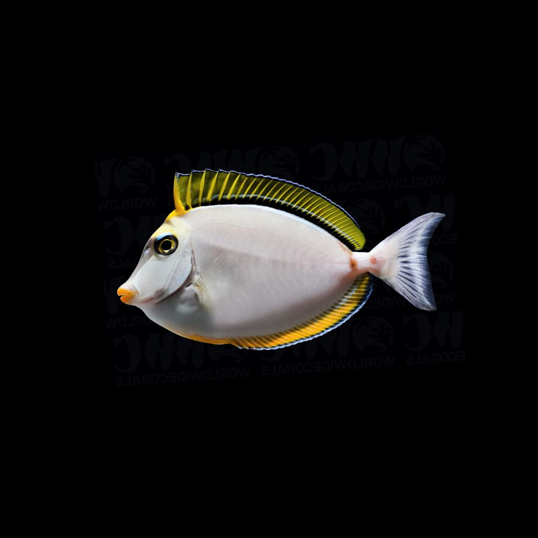 Blonde Naso Tang (Naso Elegans)