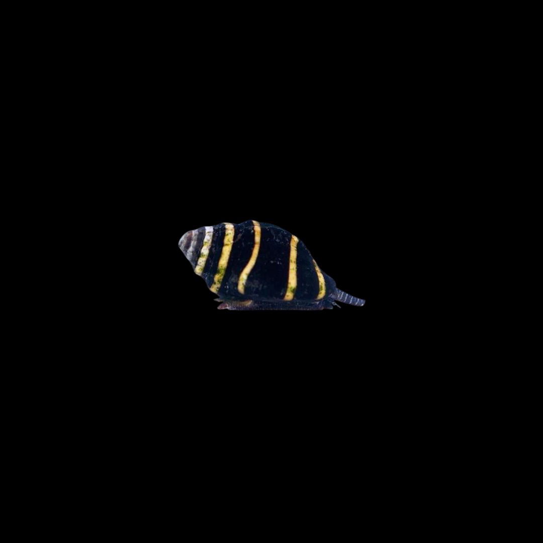 Bumble Bee Snail (Engina sp.)
