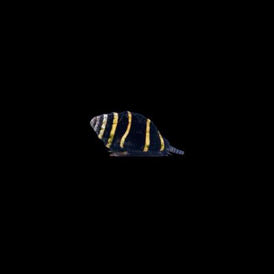 Bumble Bee Snail (Engina sp.)