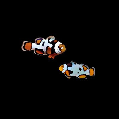 Premium Picasso Clown Fish (Amphiprioninae sp.)