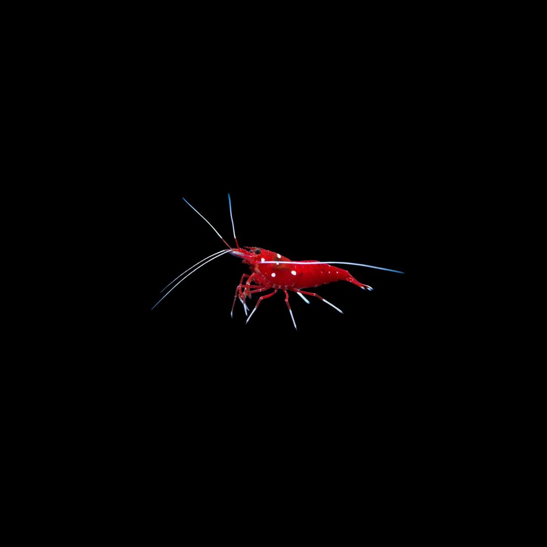Blood Red Shrimp (Lysmata Debelius)