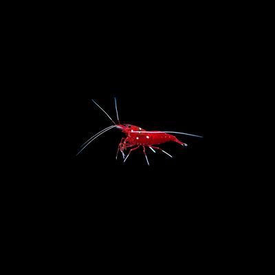 Blood Red Shrimp (Lysmata Debelius)