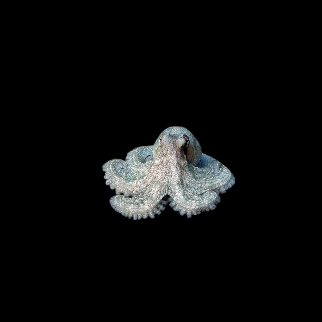 Common Octopus (Octopus Vulgaris)