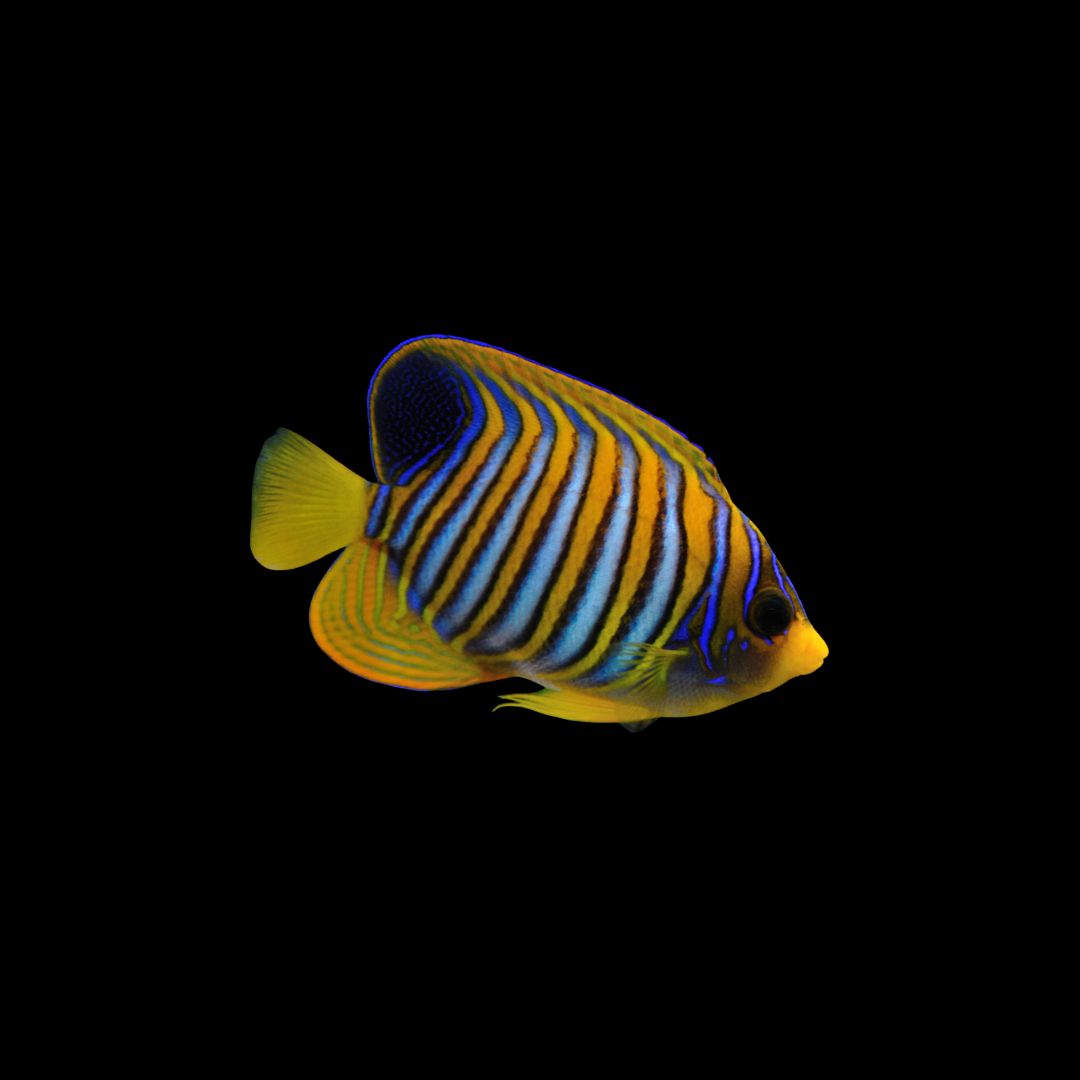 Regal Angelfish - Yellow Belly (Pygoplites Diacanthus)