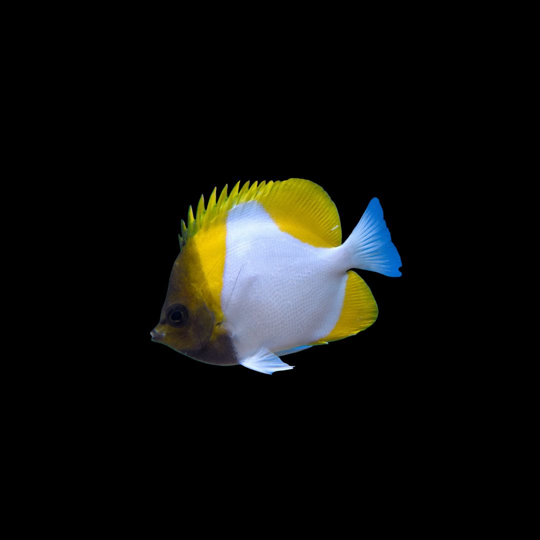 Yellow Pyramid Butterflyfish (Hemitaurichthys polylepis)