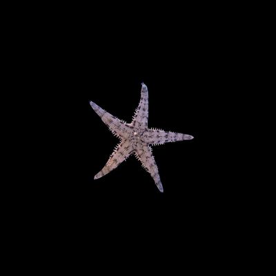 Sand Sifting Starfish (Astropecten polycanthus)