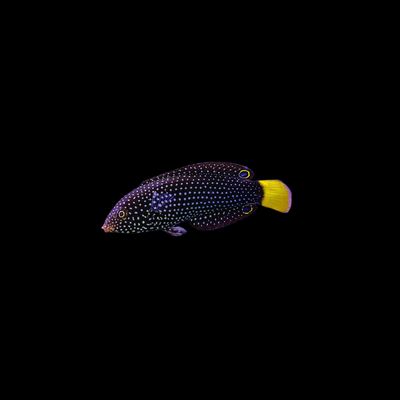 Yellow Tail Tamarin Wrasse (Anampses Meleagrides)