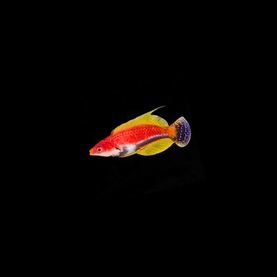 Whipfin Fairy Wrasse (Cirrhilabrus Filamentosus)r