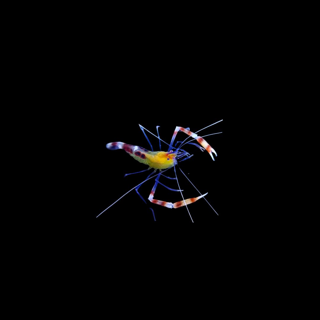 Yellow Banded Coral Shrimp (Stenopus cyanoscelis)