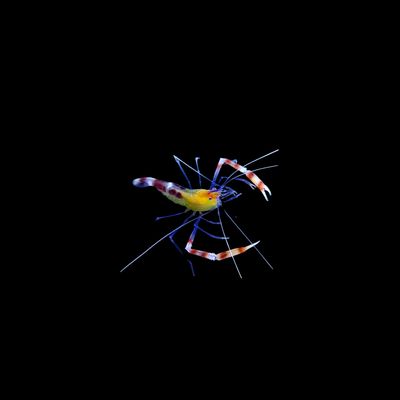 Yellow Banded Coral Shrimp (Stenopus cyanoscelis)