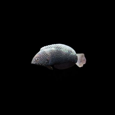 Black Leopard Wrasse (Macropharyngodon Negrosensis)