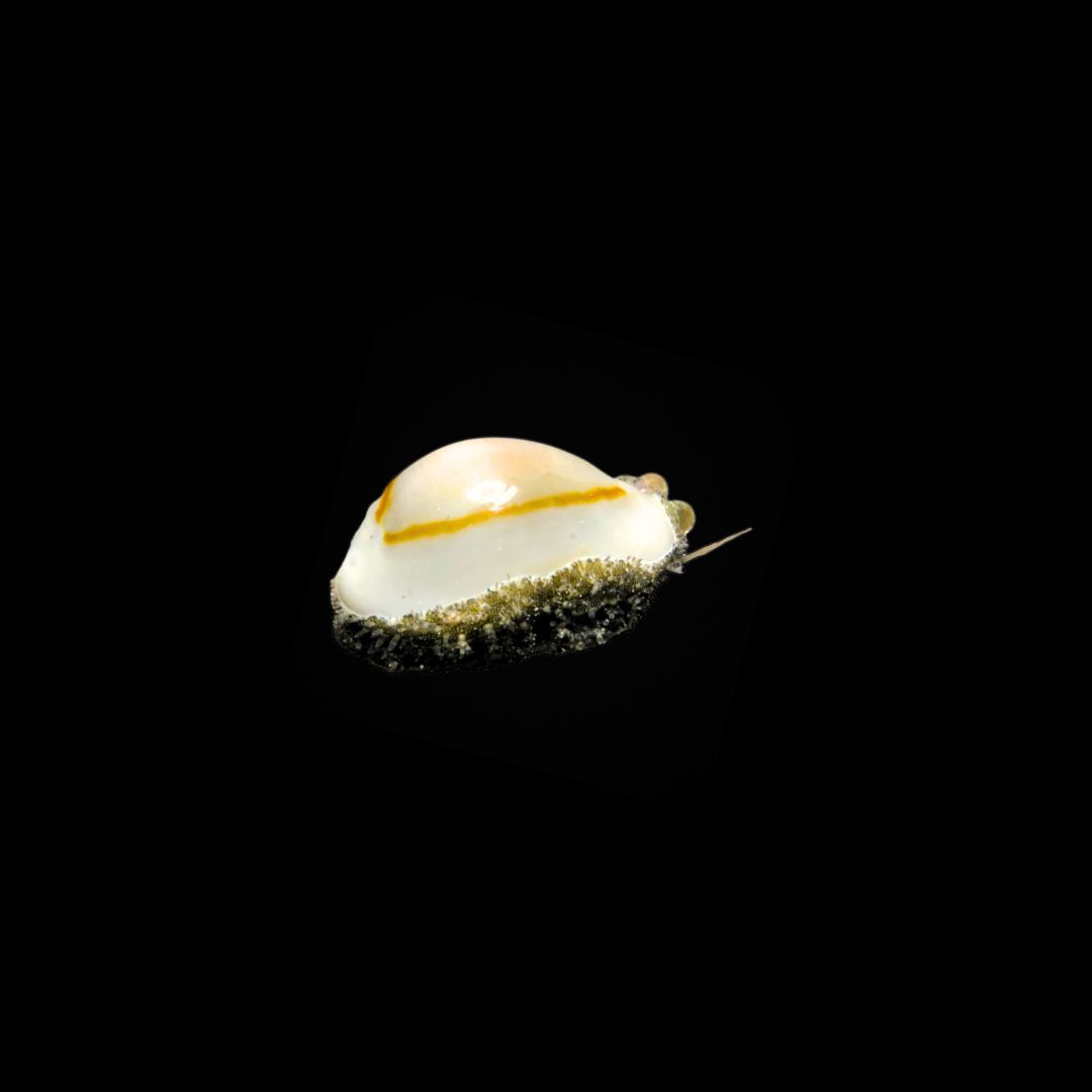 Gold Ring Cowrie (Monetaria annulus)
